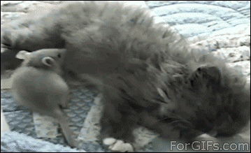addddb16789307600c509ae5857b3734.gif