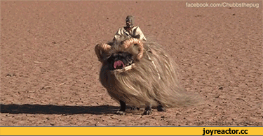 52a073802121b6decdb5.gif