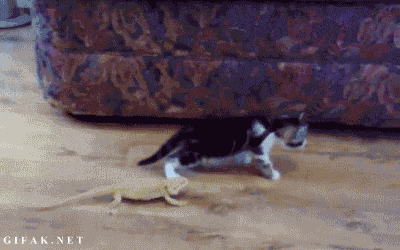 (화들짝)(......)(화들짝).gif