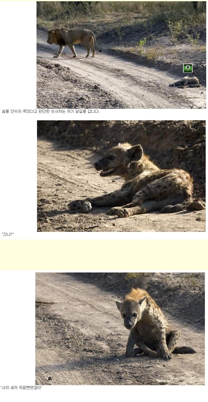 사자하이에나2.jpg