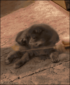 2012060121e0d23a-137a50efbe4--7338-v2.gif