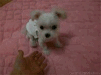 2012060231f83065-137aa107caa--7506-v2.gif