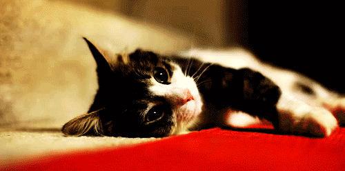 20120614429a65de-137e7eef9eb--73e3-v2.gif