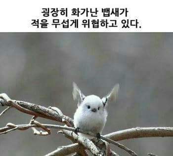 뱁새.jpg