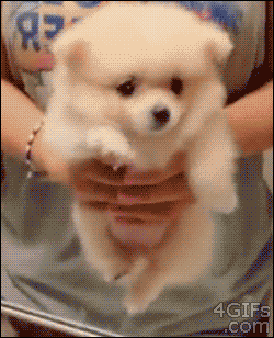 3064753648_bb98ef6d_IMG_0452.GIF