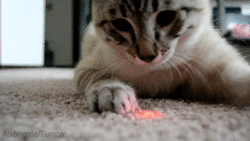 %EA%B3%A0%EC%96%91%EC%9D%B4_%EC%95%9E.gif