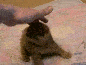 img-20120905-064846.gif