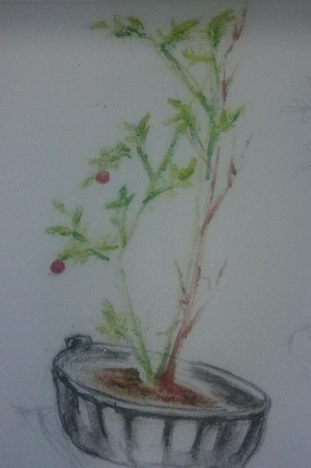 tomato1.JPG